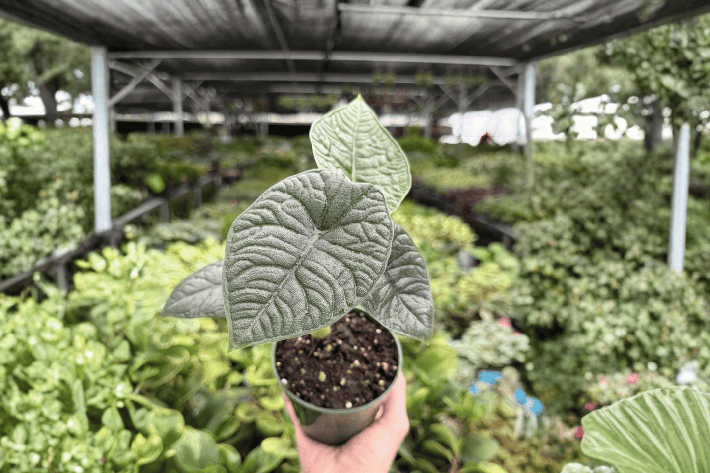 Alocasia Melo 2 Exact Live Plants – 4-Inch Pots – Alocasia melo