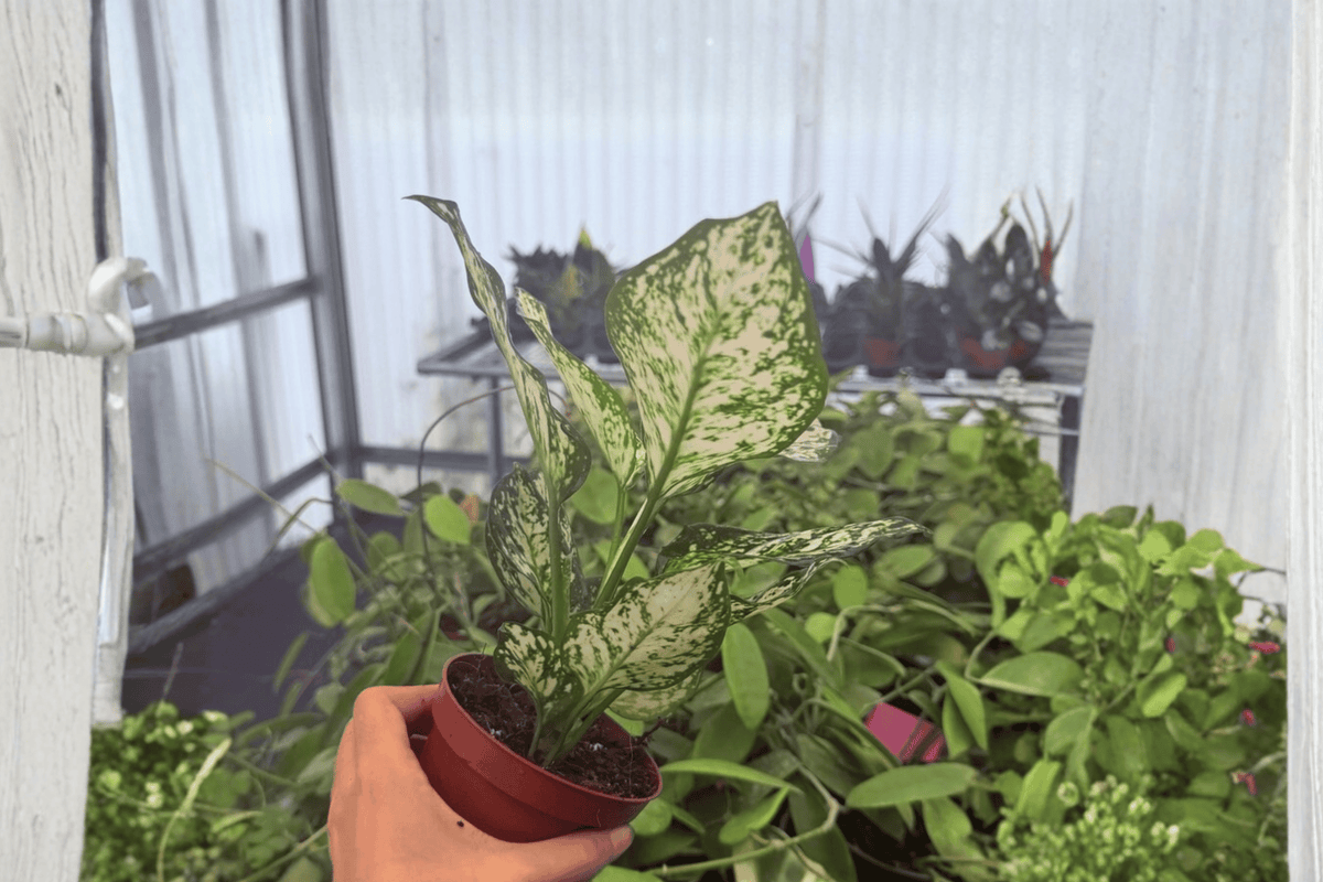 Aglaonema Eileen 2 Exact Live Plants – Specific 4” Size