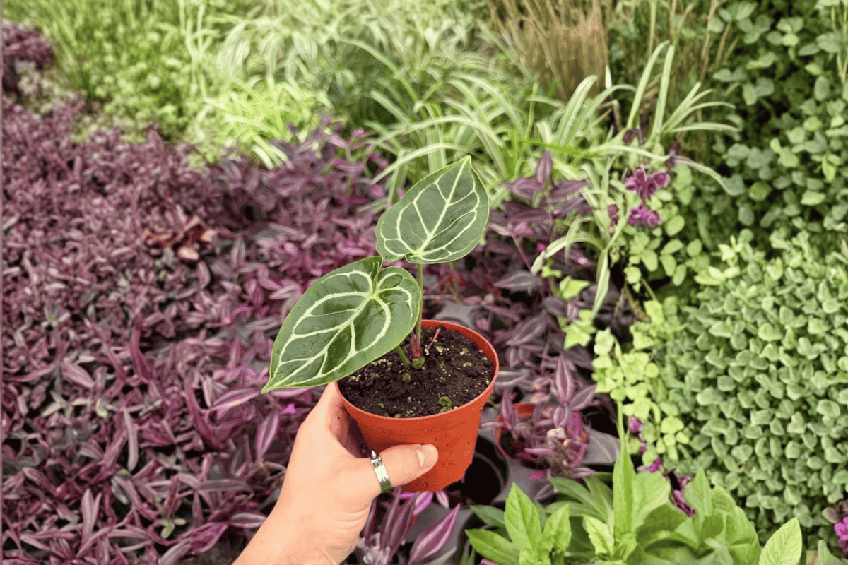 Anthurium AOS × Hoffmannii 2 Exact Live Plants – Anthurium Hybrid 4” Size Bare Root