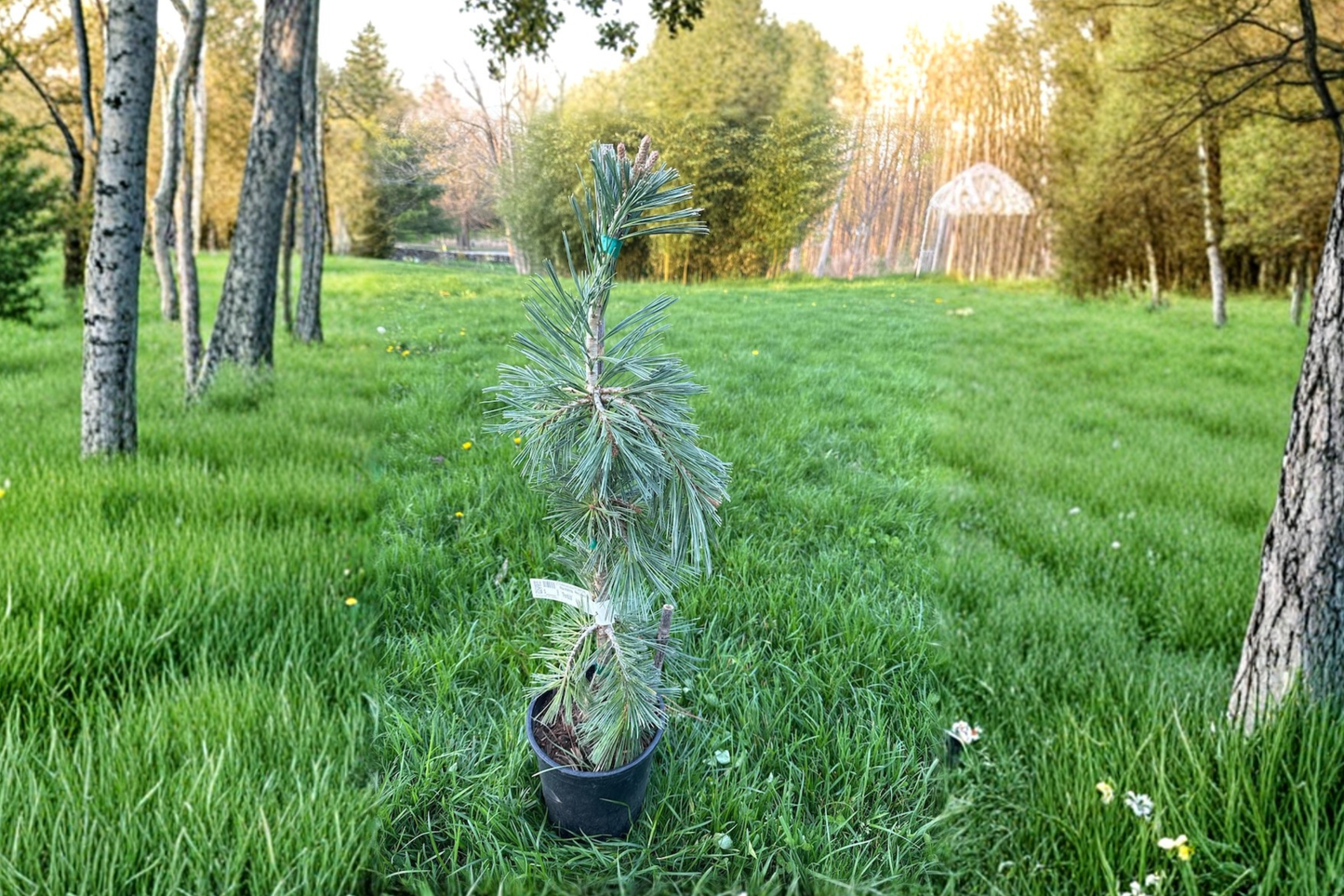 Weeping Southwestern White Pine ‘Pendula’ 12” Live Plant – Pinus strobiformis Evergreen in 1 Gallon Pot