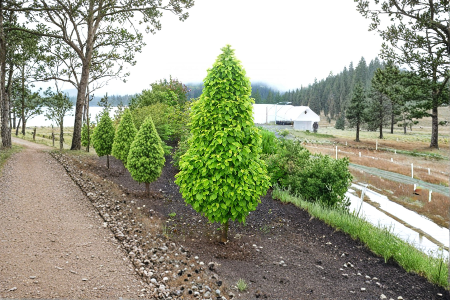 Dwarf Columnar Hornbeam 18” Live Plant – Carpinus betulus ‘Columnaris Nana’ 2 Gallon Compact Tree for Garden