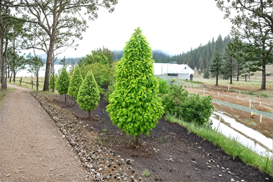 Dwarf Columnar Hornbeam 18” Live Plant – Carpinus betulus ‘Columnaris Nana’ 2 Gallon Compact Tree for Garden