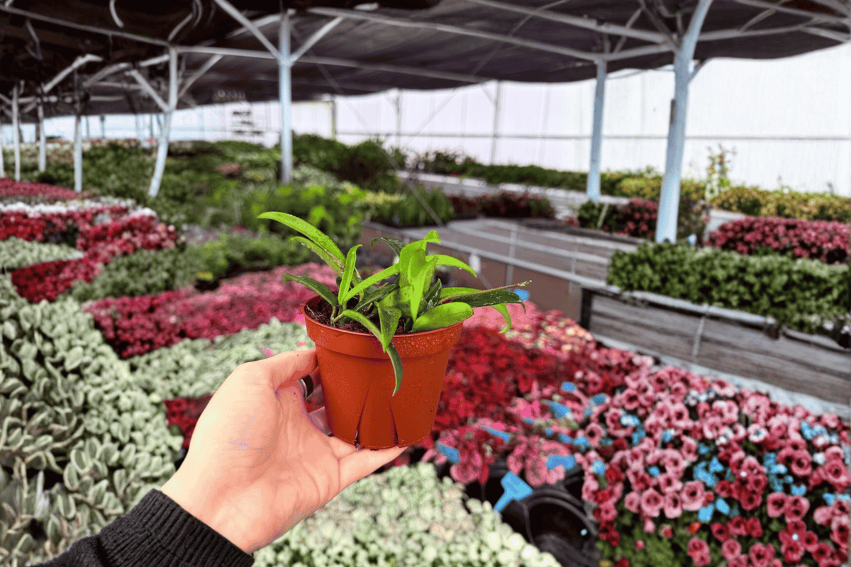 2 Hoya 'Minibelle' Live Plants in 4-Inch Pots – Wax Plant Houseplants