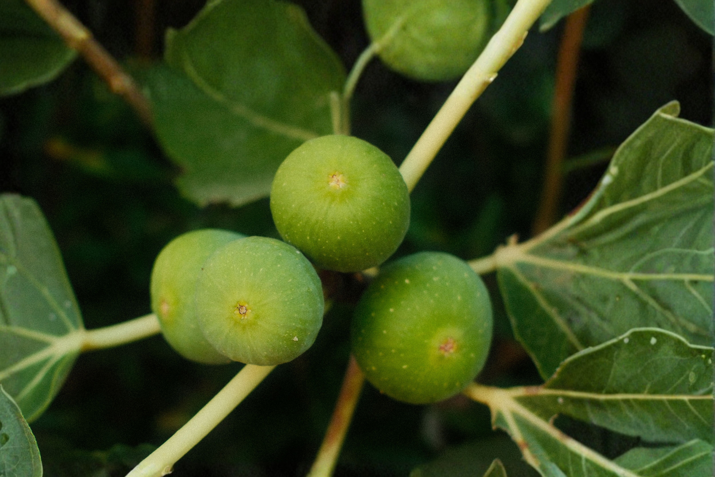 Brown Turkey Fig Live Plant – 1 Well-Rooted Fig Tree (Ficus carica)