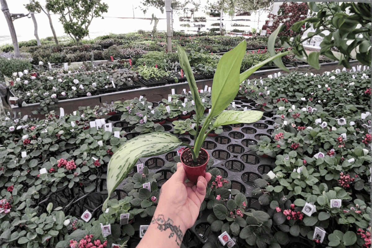 2 Aglaonema Silver Queen Starter Plants – 2-Inch Bare Root Live Plants