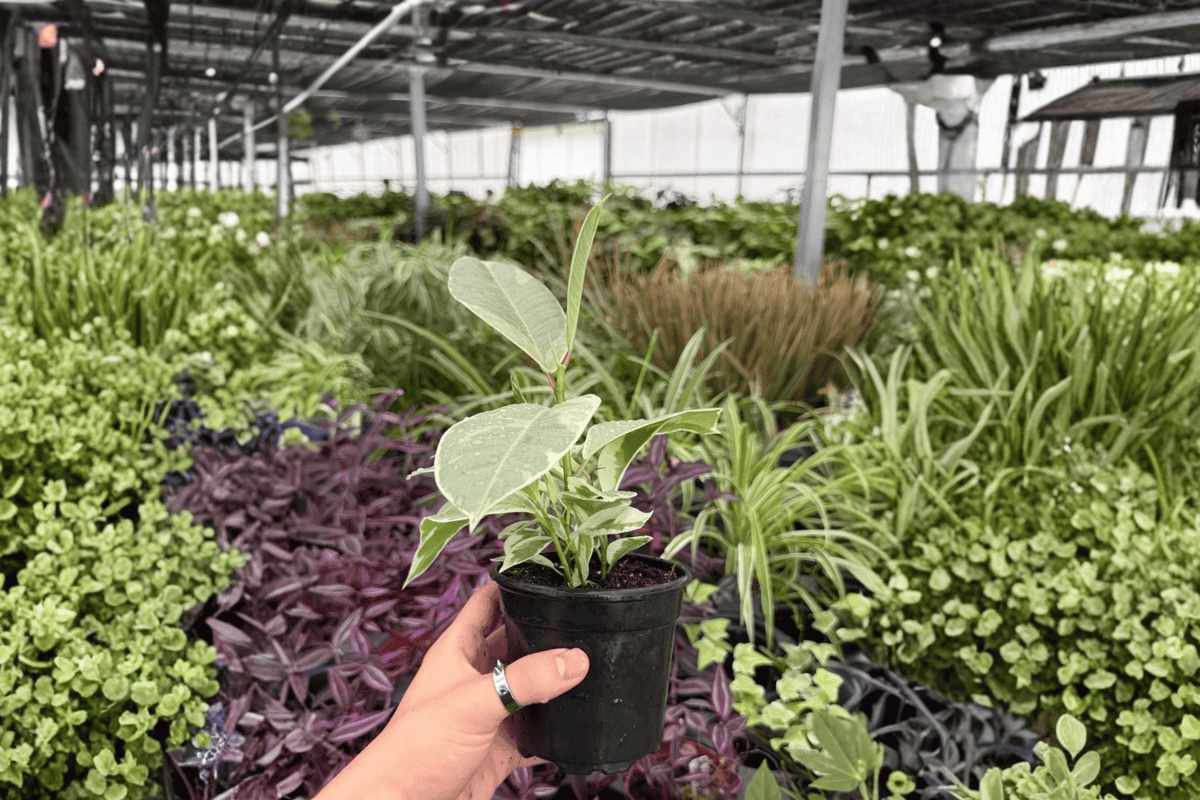 2 Ficus Tineke Exact Live Plants – Ficus elastica ‘Tineke’ in 4” Pots