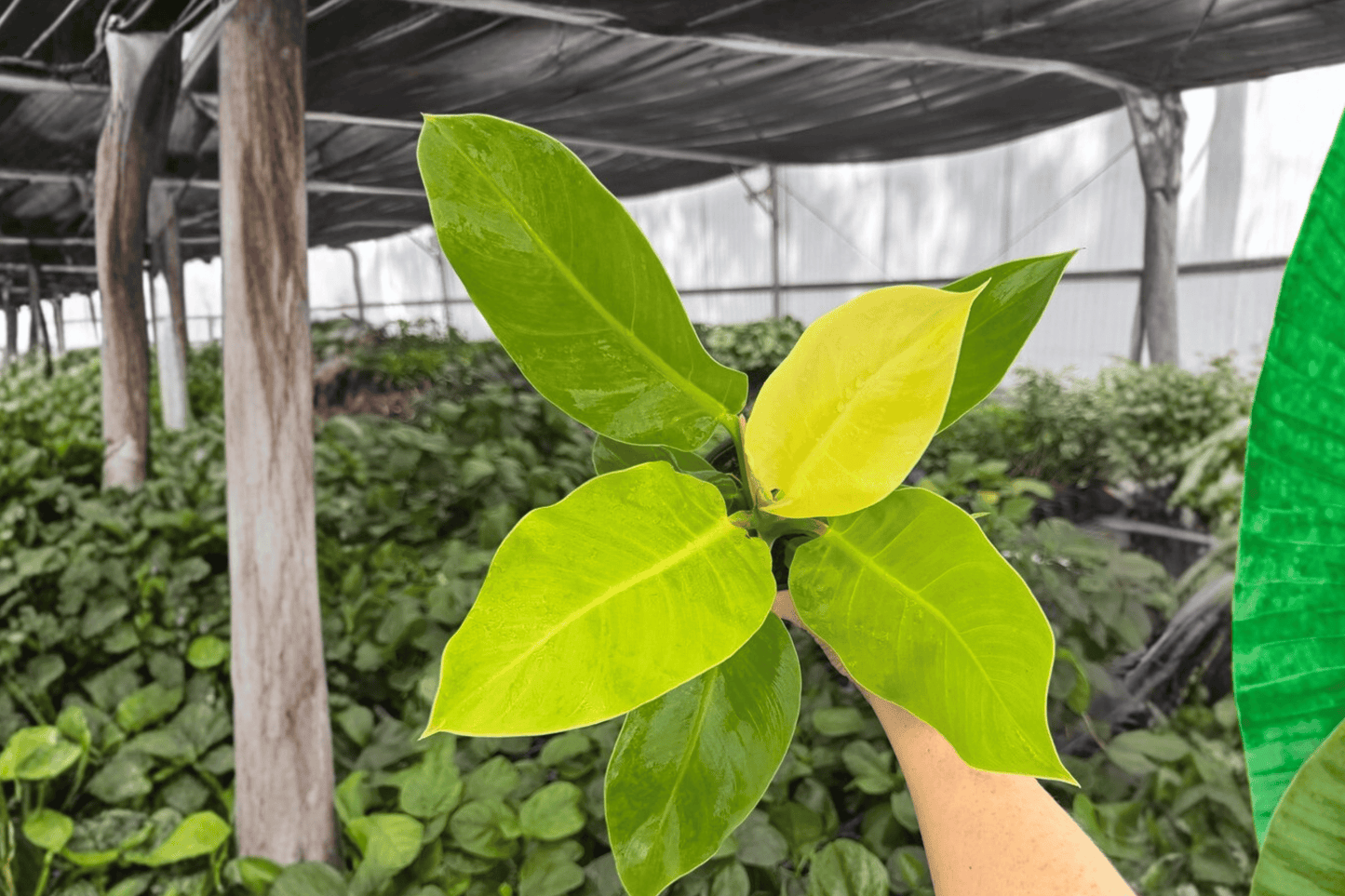 Philodendron Moonlight 2 Exact Live Plants – 4-Inch Pots – Philodendron ‘Moonlight’