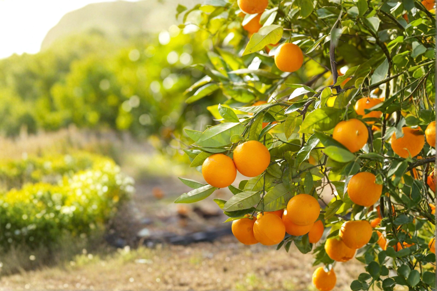 Valencia Orange Tree Grafted Live Plant 3 Gallon Sweet Orange Citrus Tree Fruit Tree Patio Garden Plant