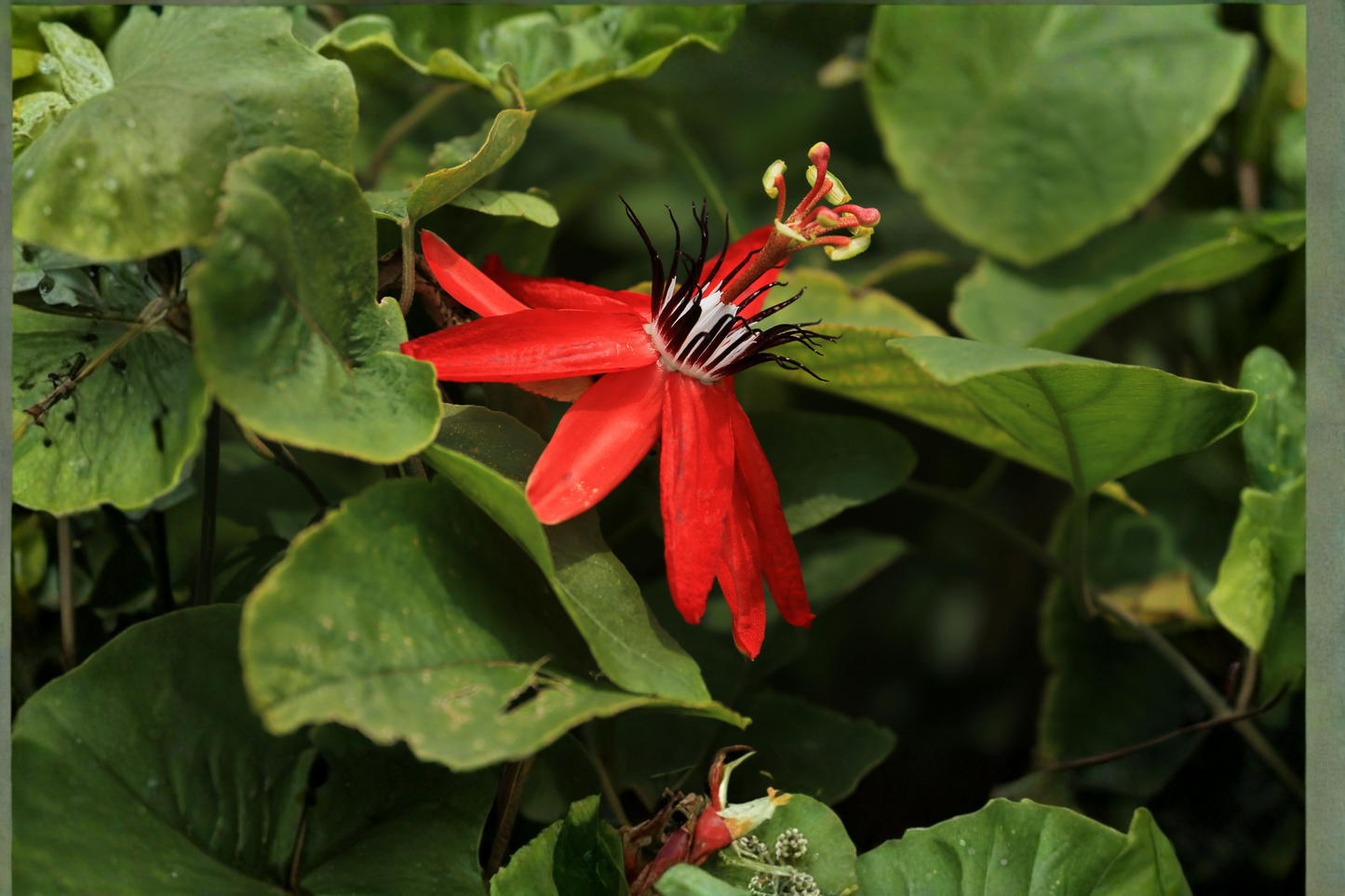 4 Lady Margaret Passion Flower Live Plants 4–6 Inches Tall – Bare Root Flowering Vines (Passiflora 'Lady Margaret')
