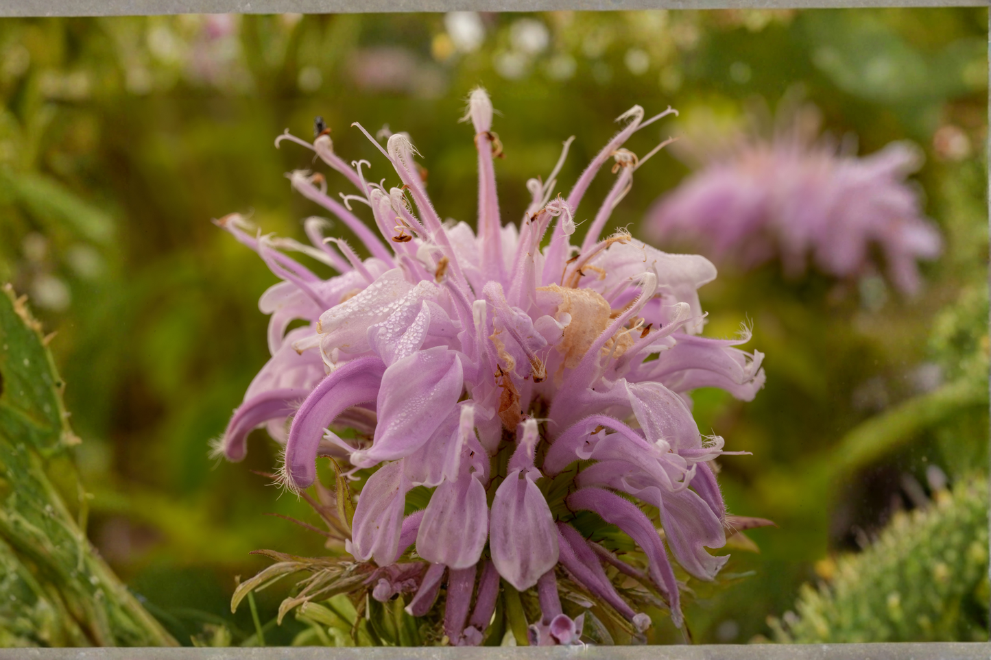 Wild Bergamot Live Plants 3 Rooted Starters in 1 Qt Pots Monarda Fistulosa Native Perennial Flower Garden Plant