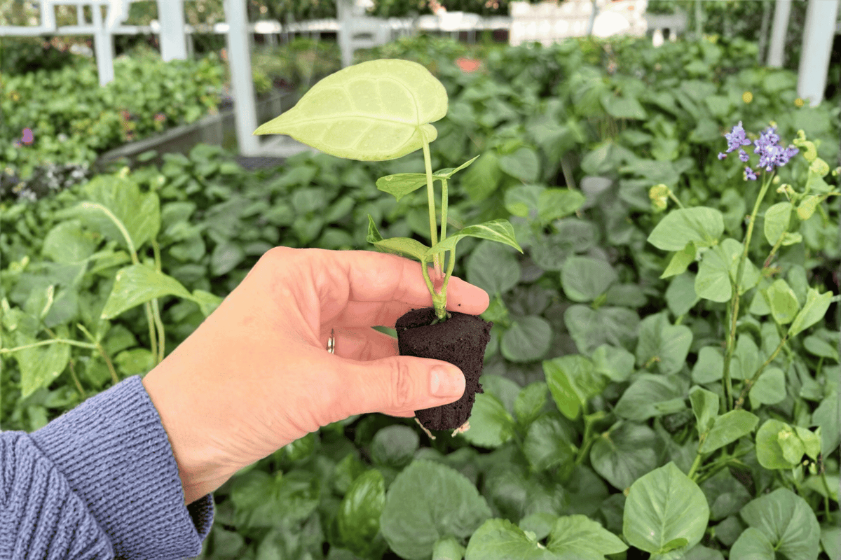 Anthurium Crystal × Magnificum – 2 Exact Live Starter Plants – Anthurium crystallinum × magnificum