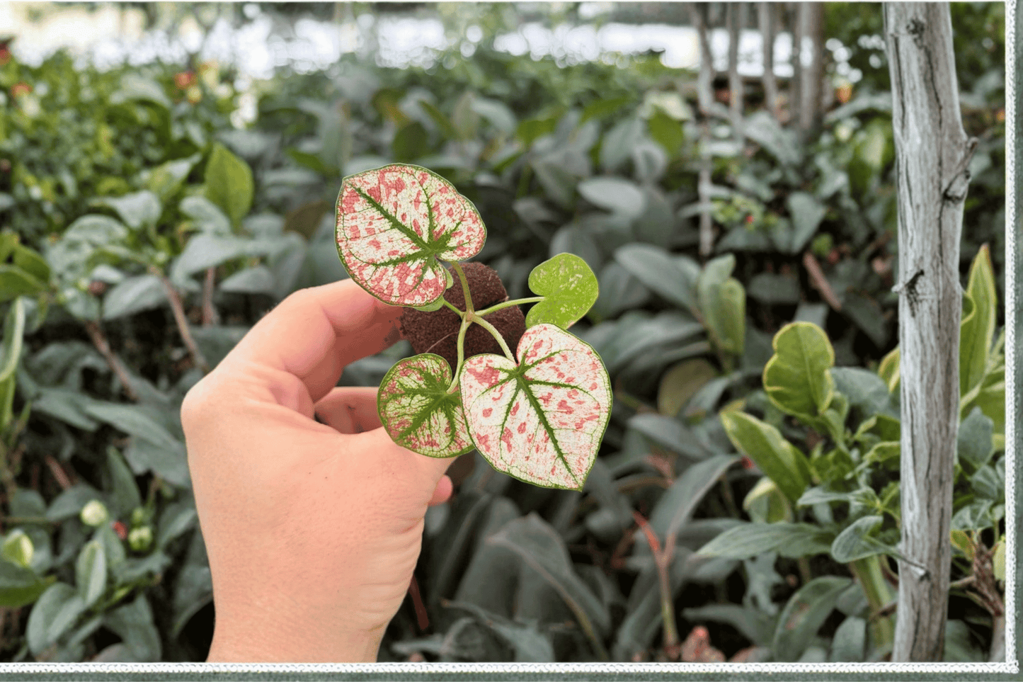 Caladium ‘Scarlet Mary’ 2 Exact Live Starter Plants