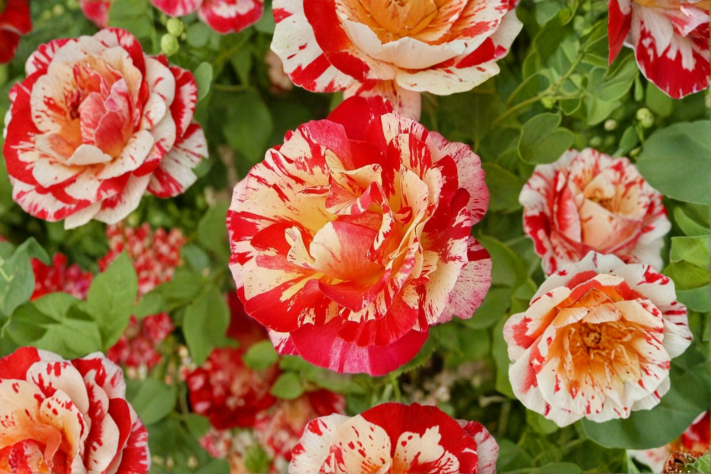 Rare English Candy Rose Seeds 20 Pack Scented Rose Flower Seeds for Outdoor Garden Planting USA Seller Combined Shipping