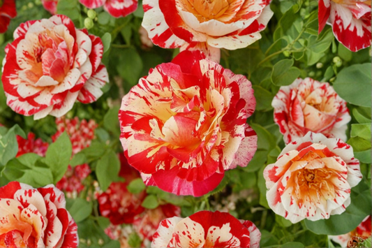 Gipsy Lantern Rose Seeds Rare Fragrant Rose Variety 20 Seeds Ornamental Flower Garden Planting Seed Pack