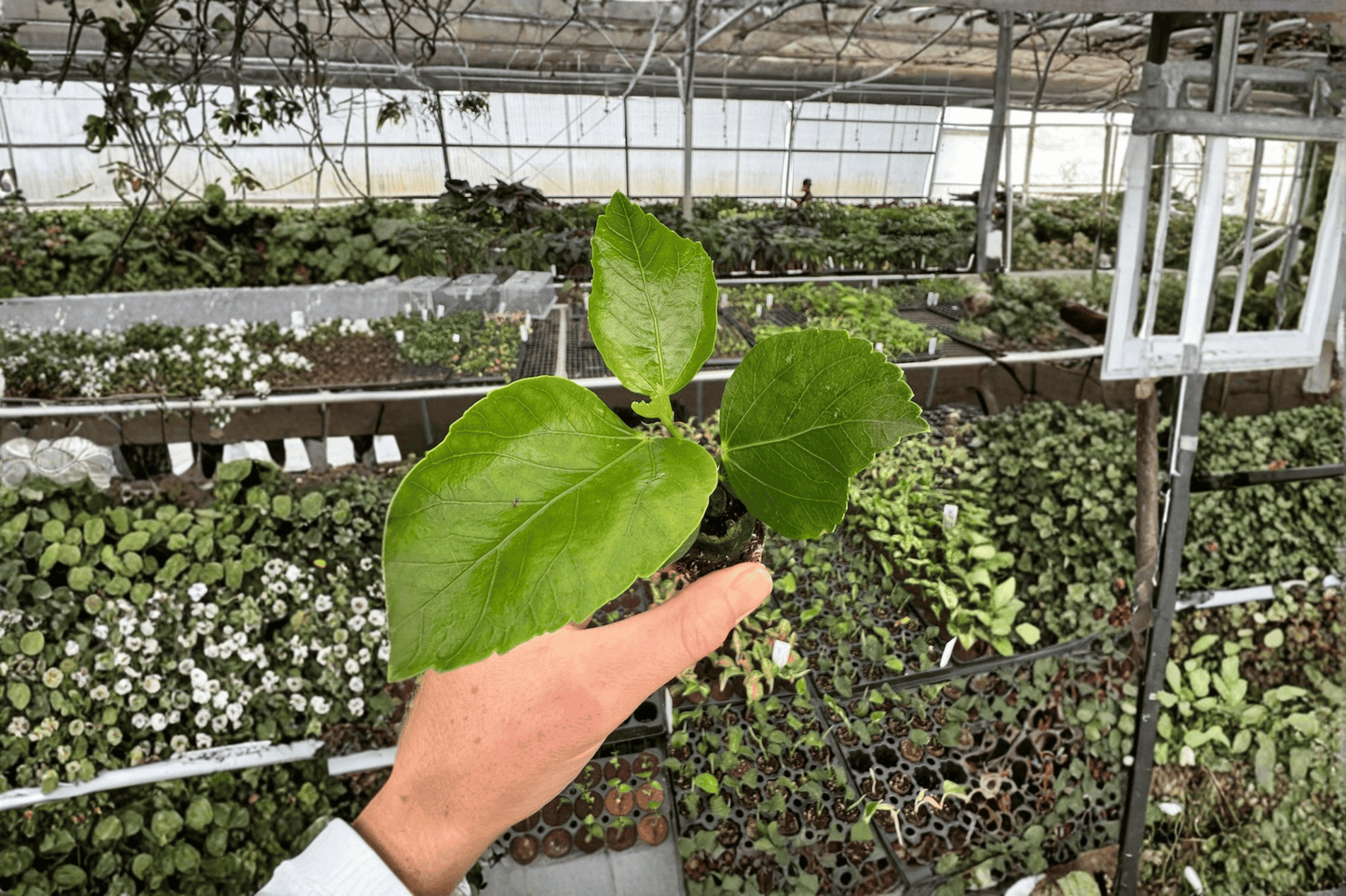 2 Quasar Hibiscus Starter Plants – Bare Root – Hibiscus rosa-sinensis 'Quasar'