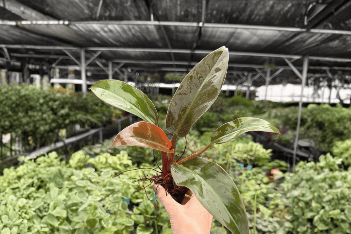 Philodendron Imperial Red 2 Exact Starter Plants – 2” Cultivation Size