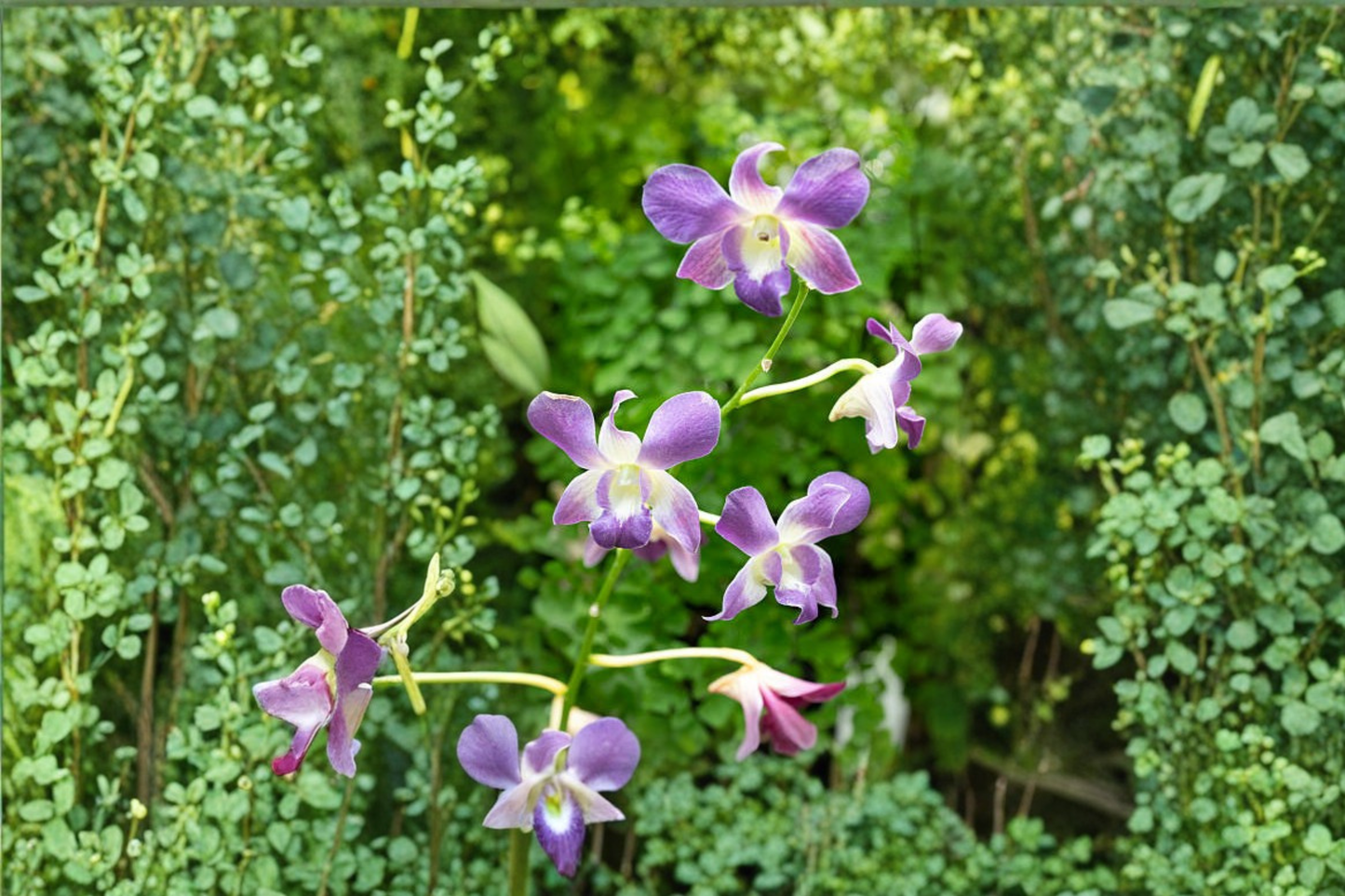 Dendrobium 'Chao Phraya Blue' Orchid Live Plant – Tropical Orchid