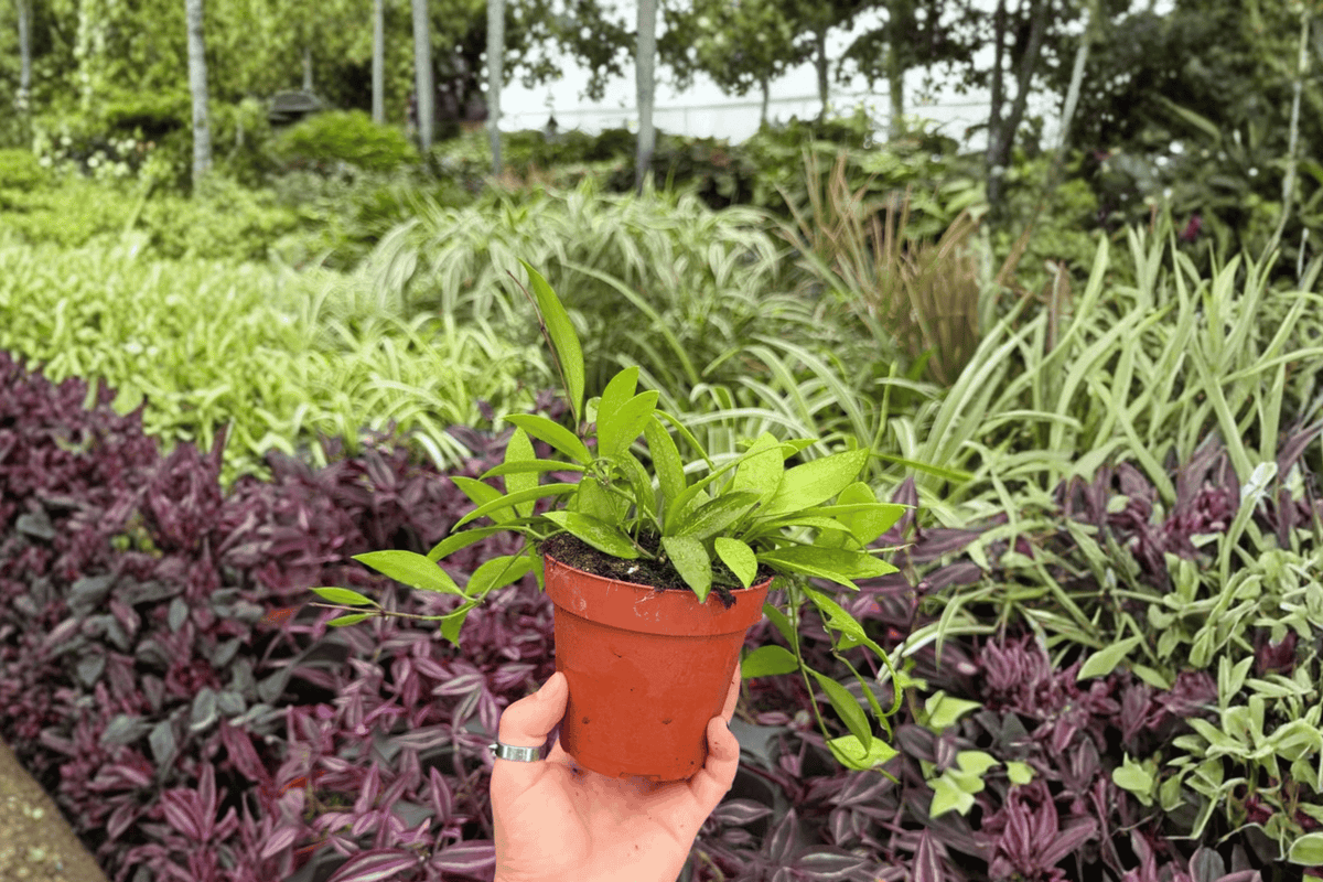 Hoya Gracilis 2 Exact Live Plants – Hoya gracilis 4” Pot Size