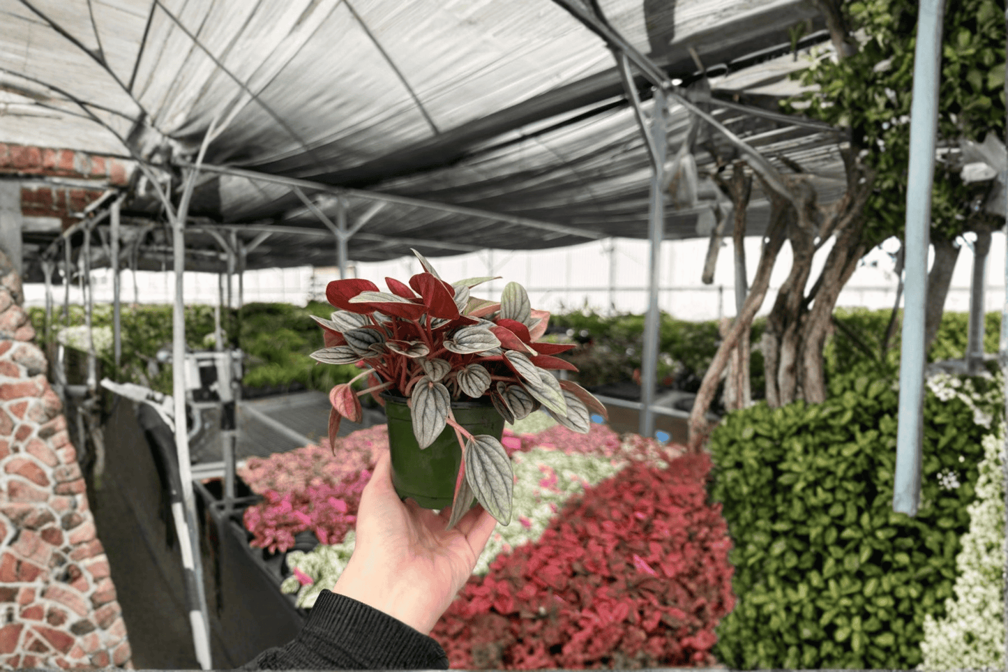 Peperomia Santorini 2 Live Plants – 4-Inch Pots – Peperomia ‘Santorini’