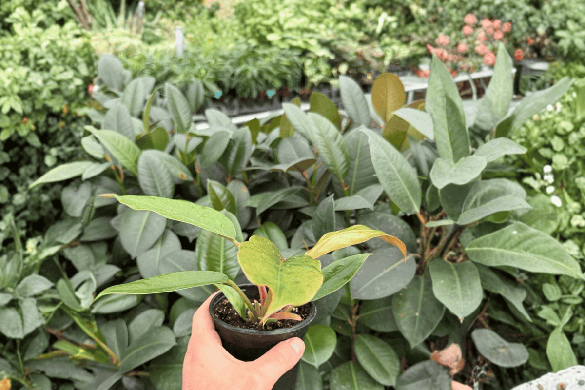 Philodendron Pluto “Choco Empress” 2 Exact Live Plants – Specific 4-Inch Pots – Philodendron ‘Pluto’