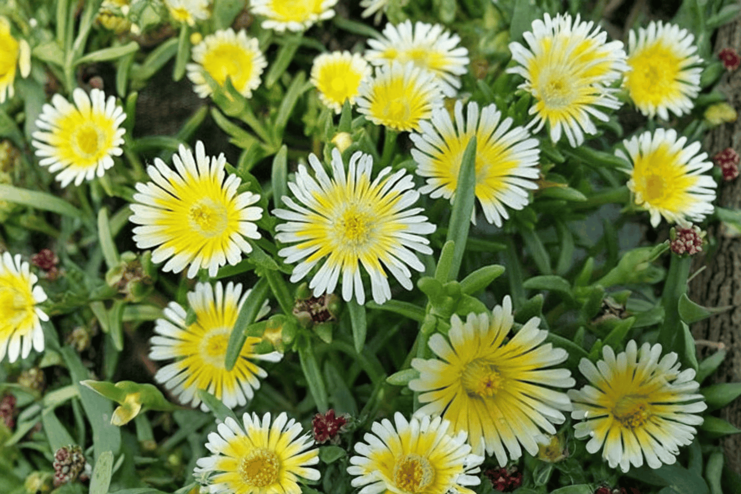 Wheels of Wonder Limoncello Ice Plant 1 Live Plant – 4-Inch Pot – Delosperma ‘Limoncello’