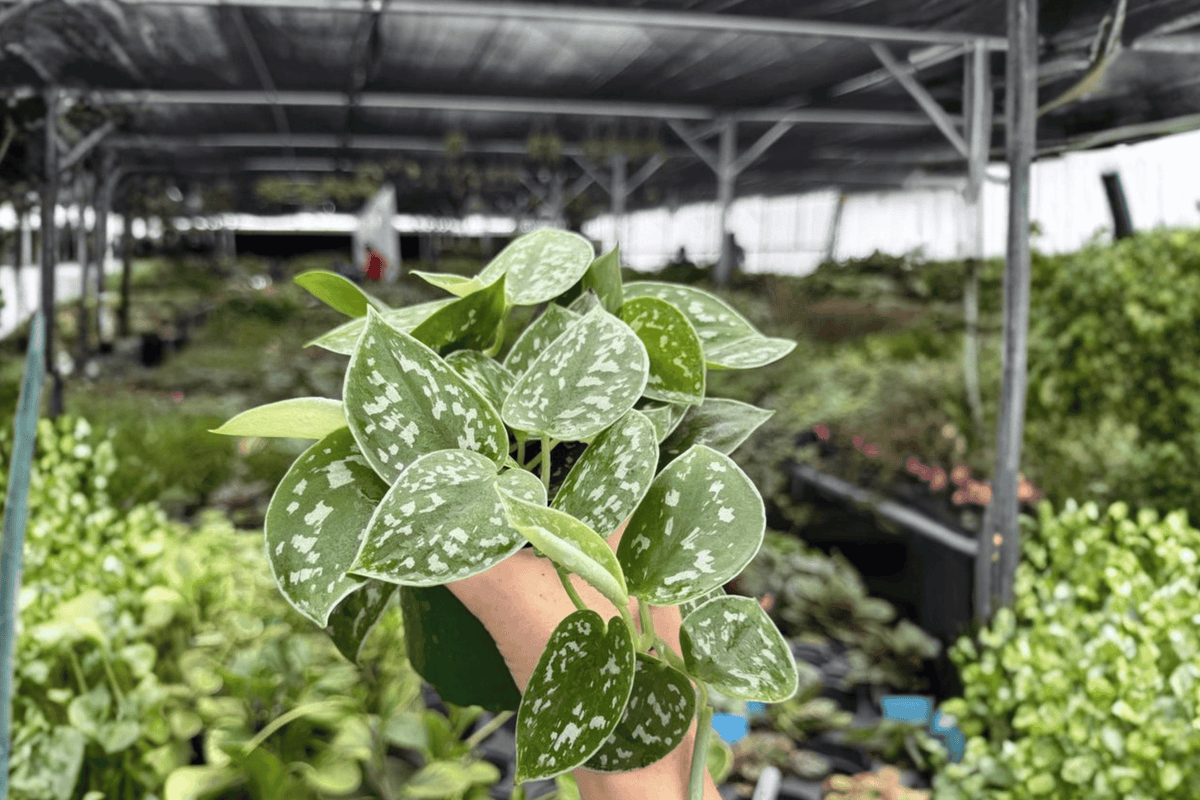 Scindapsus Silvery Ann 2 Exact Live Plants – 4-Inch Pots – Scindapsus pictus 'Silvery Ann'