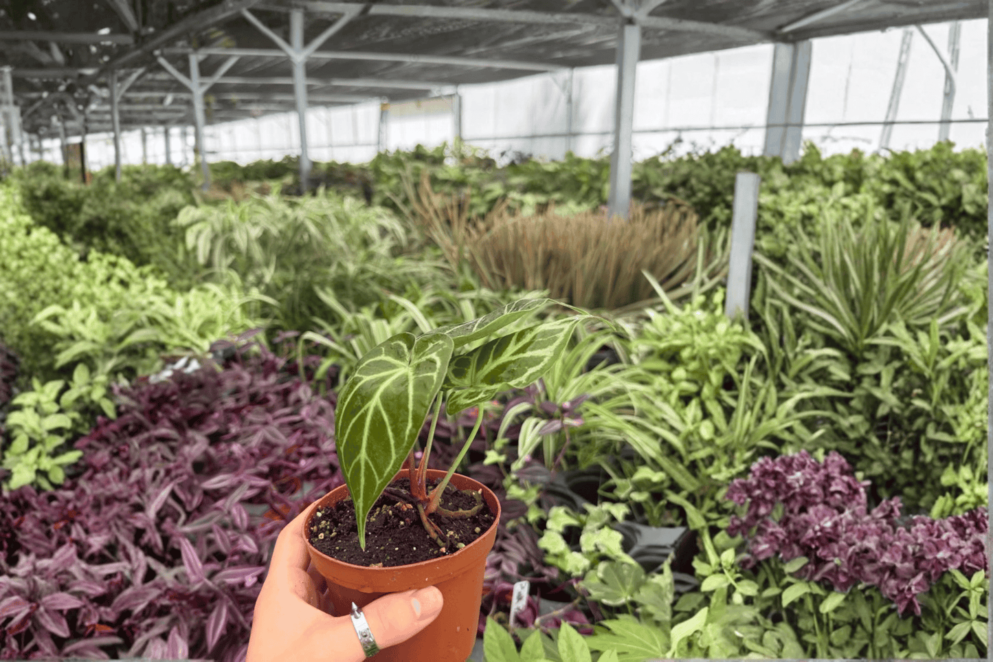 Anthurium Hoffmannii × Green Mamba 2 Exact Live Hybrid Plants – 4-Inch Pots