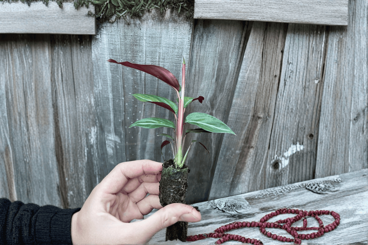Calathea Sanguinea 2 Starter Live Plants – 2-Inch Cultivation Size – Goeppertia majestica