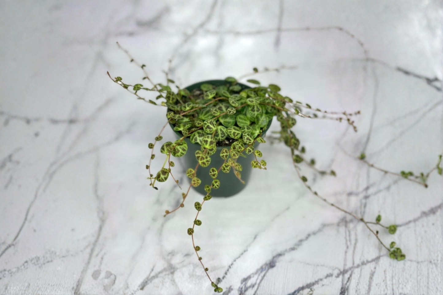 String of Turtles Live Plant Peperomia Prostrata Trailing Houseplant Rooted Starter