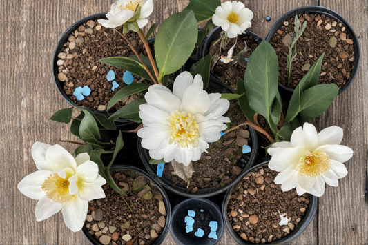 Cold Hardy Camellia ‘Snow Flurry’ 1 Gallon Live Plant – White Hybrid Camellia Zone 6 Evergreen Shrub
