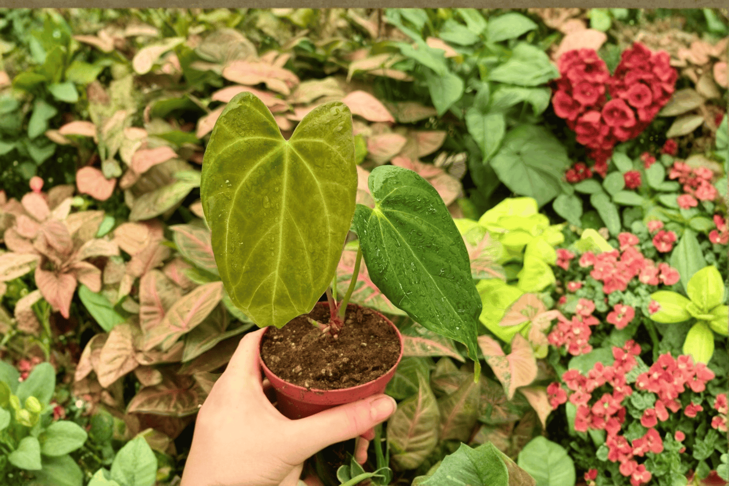 Anthurium Goliath x Dark Mama 2 Exact Live Plants – 4-Inch Pot Format