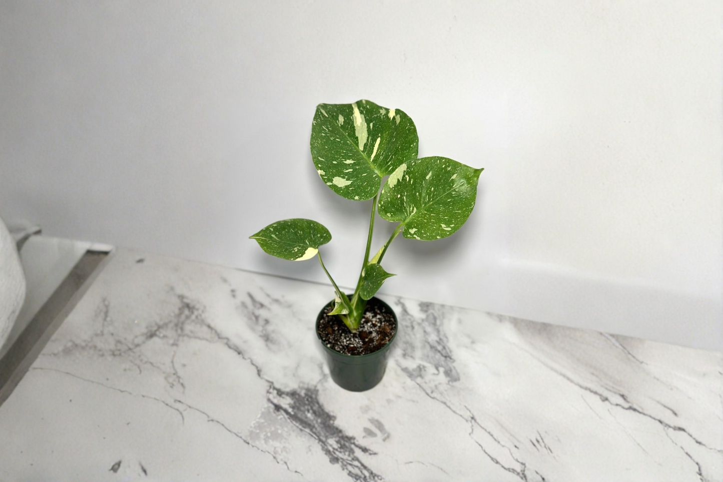 Monstera Thai Constellation Live Plant 4 Inch Rooted Variegated Monstera Indoor Houseplant Tissue Culture Plant Decor