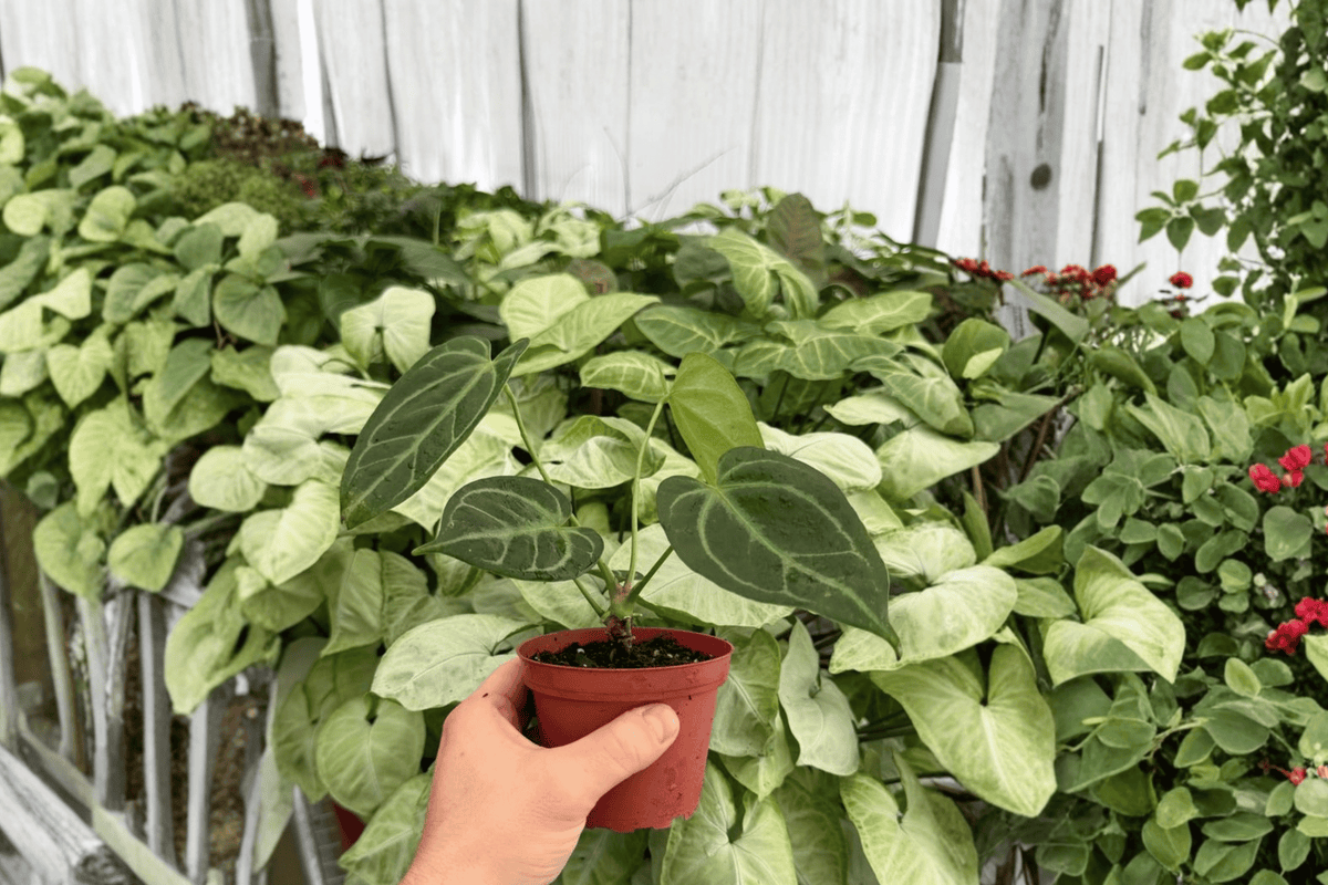 Anthurium Red Stem × Legend 2 Exact Live Plants – Specific 4” Size