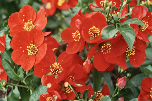 Crimson and Gold Flowering Quince Live Plant 2 Gallon Pot Red Yellow Spring Bloom Hardy Garden Shrub