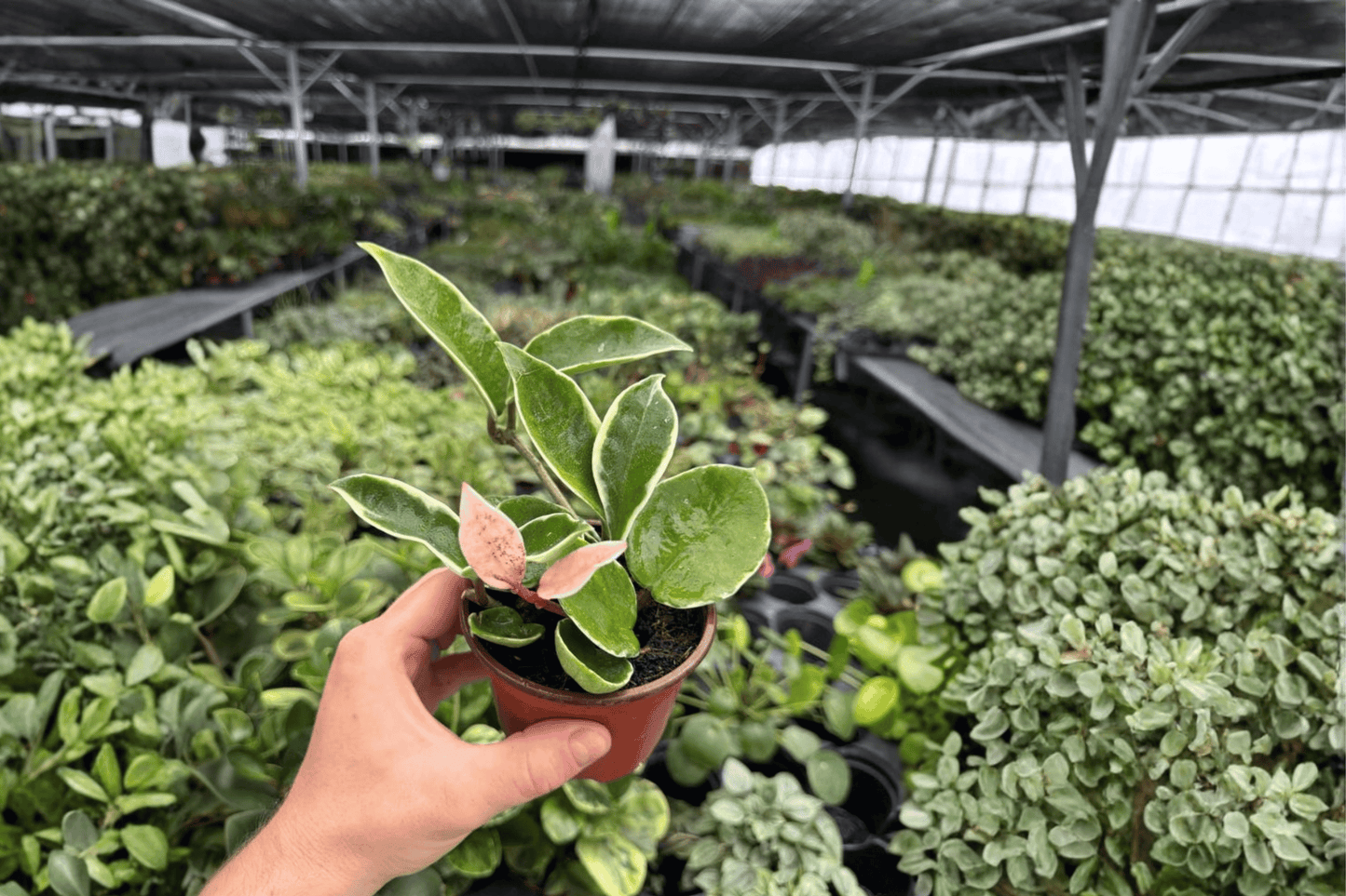 Hoya Carnosa Albomarginata 2 Exact Live Plants – 4-Inch Pots