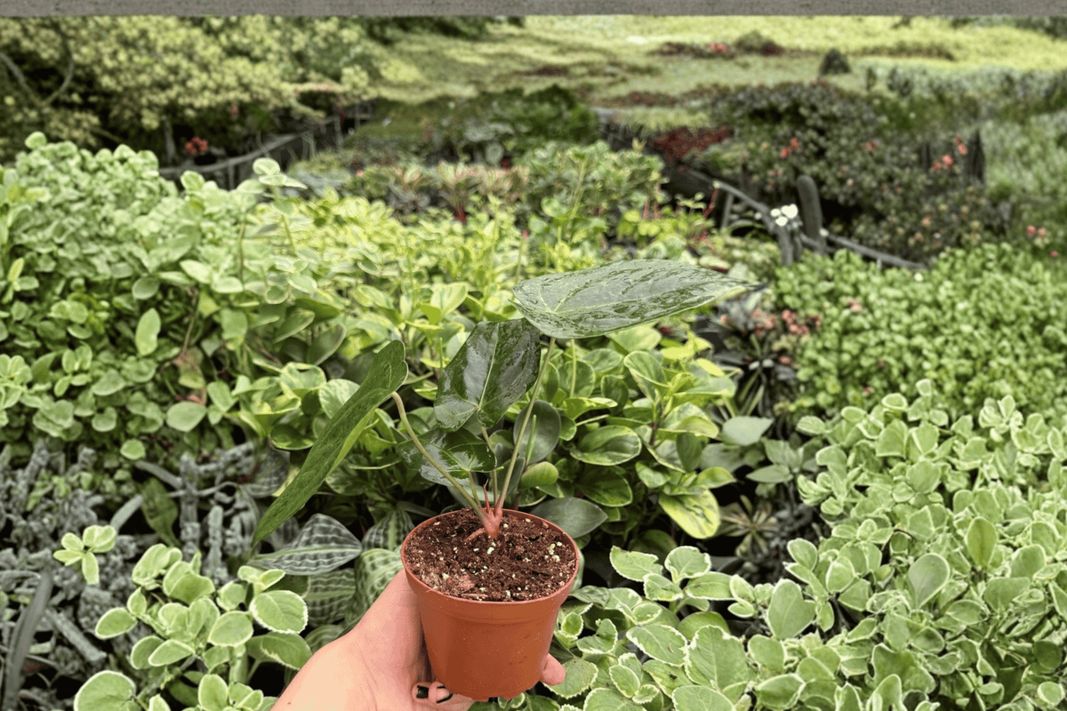Anthurium Xone × Goliath – 2 Exact Live Plants, 4-Inch Size – Anthurium Hybrid