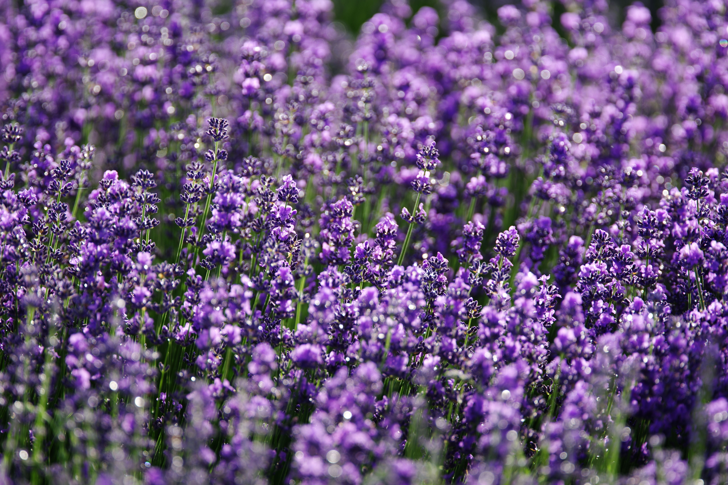Phenomenal Lavender Live Starter Plant – Plug Size – Lavandula × intermedia 'Phenomenal'