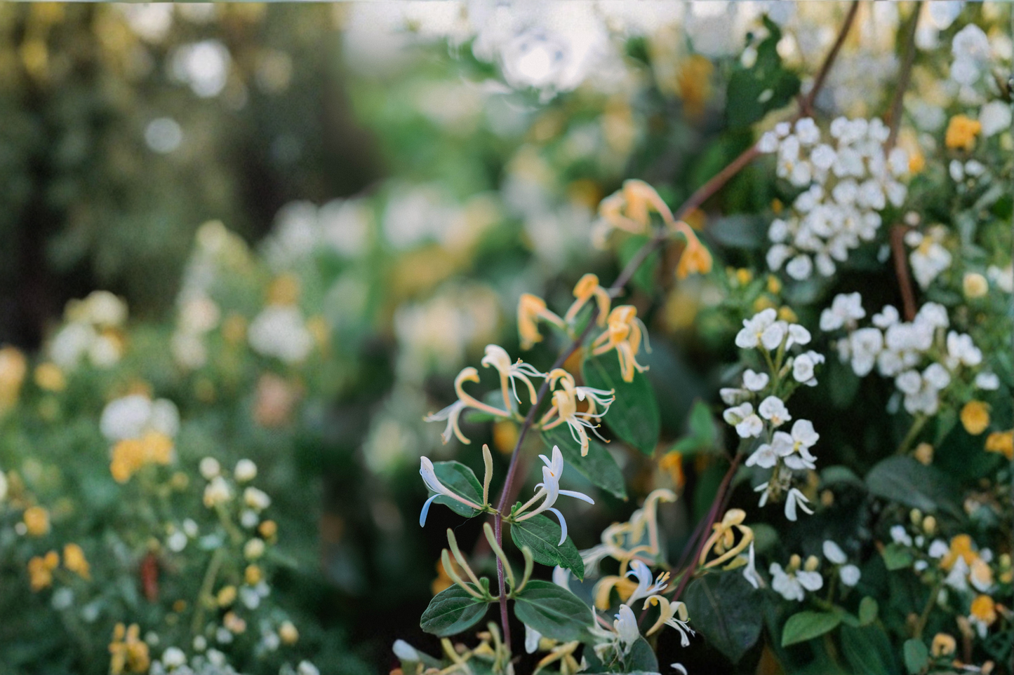 Fragrant White Honeysuckle Vine Bare Root Live Plant 1–3 Feet – Lonicera spp.