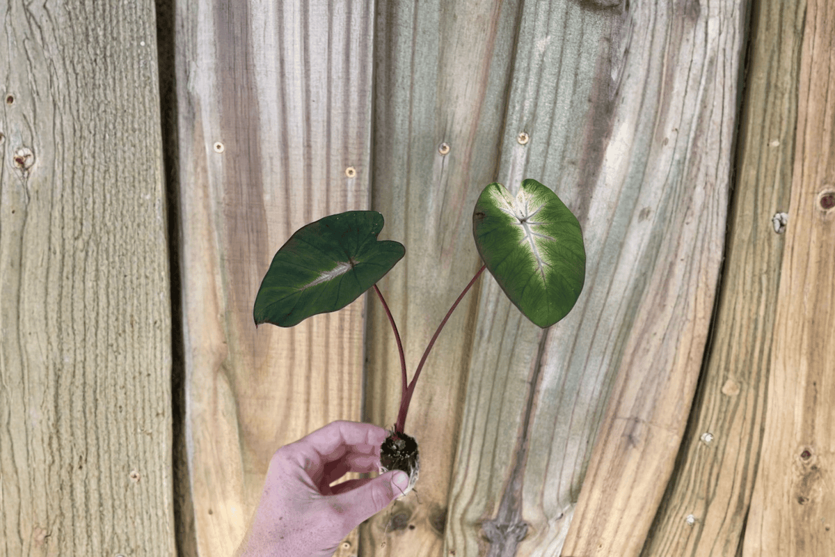 2 Colocasia Tropical Storm Starter Plants – 2” Pot Size – Colocasia ‘Tropical Storm’