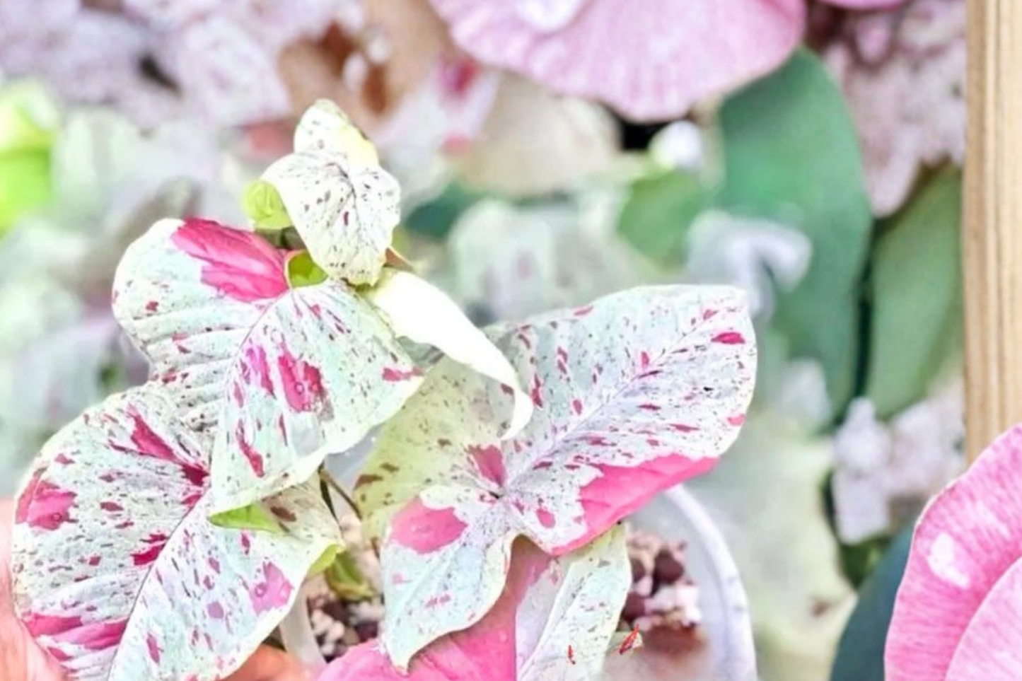 Syngonium Milk Confetti Live Plant Rare Arrowhead Tropical Houseplant Rooted Plant in 2 Inch Pot