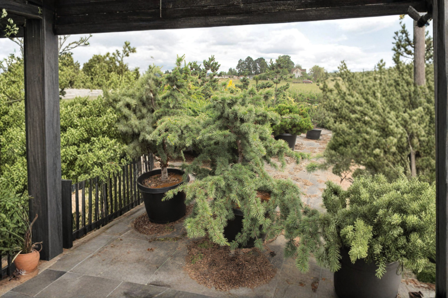 Atlas Cedar ‘Liliput’ Live Plant – Cedrus atlantica Dwarf Evergreen Conifer in 1 Gallon Po
