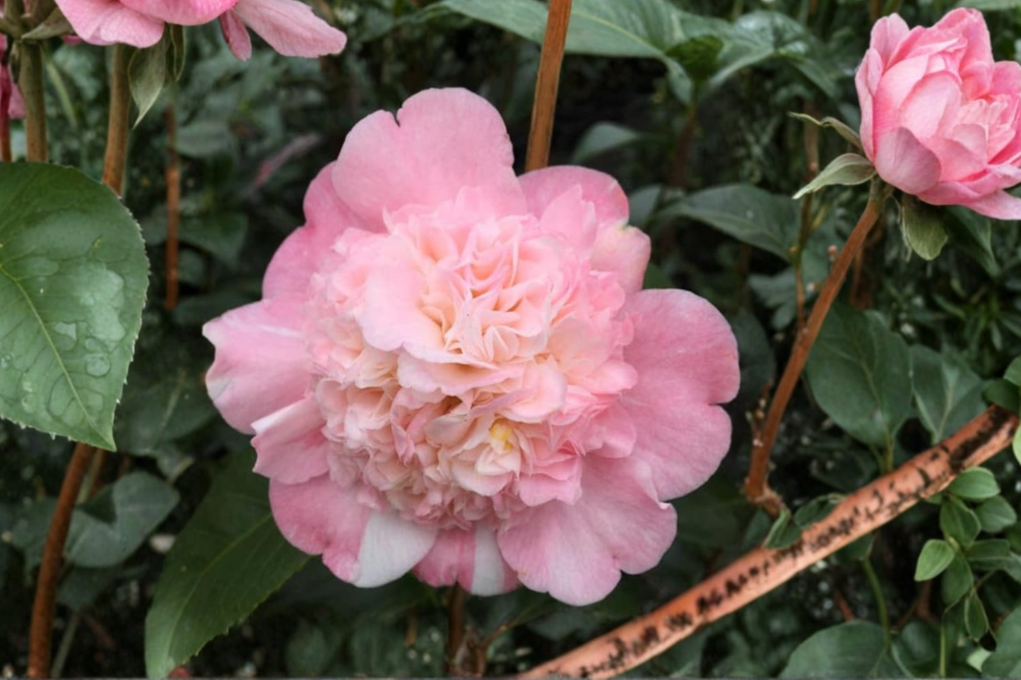 Look Again Camellia 3 Gallon Live Plant – Camellia japonica Pink Variegated Flower Evergreen Shrub Shade Garden