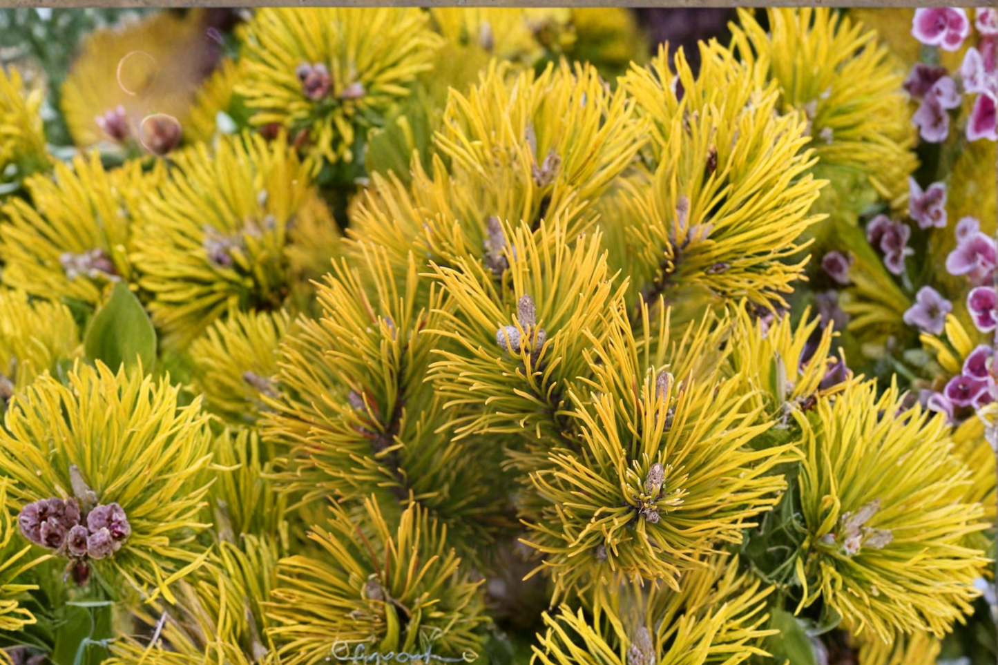 Mugo Pine ‘Carsten’s Wintergold’ 10” Live Plant – Golden Evergreen Shrub in 1 Gallon Pot for Outdoor Garden Landscape