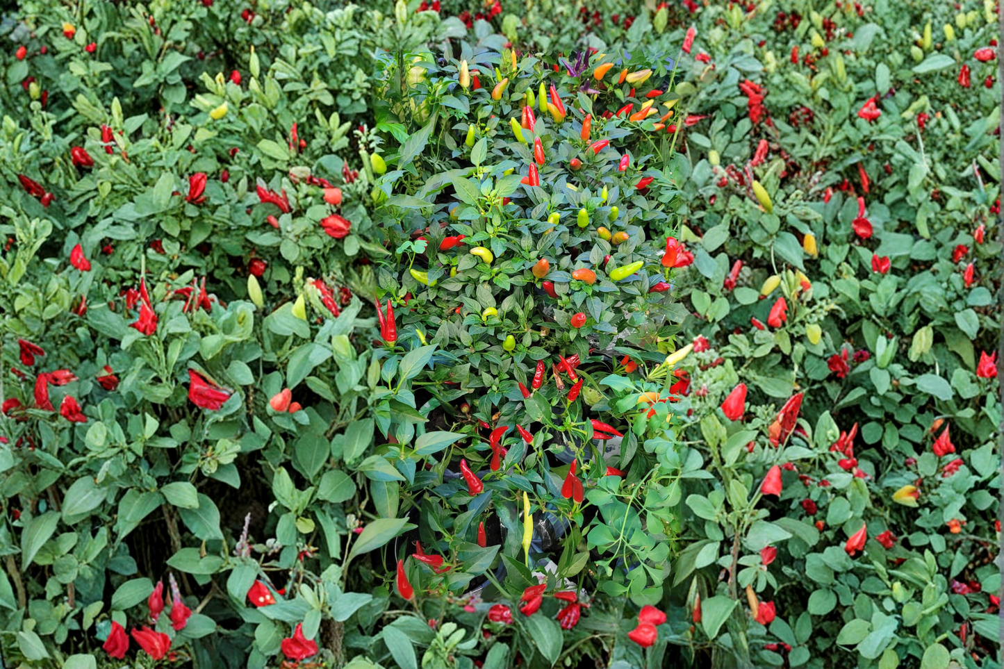 1 Ornamental Pepper Live Plug Plant – Chilly Chili (Capsicum annuum)