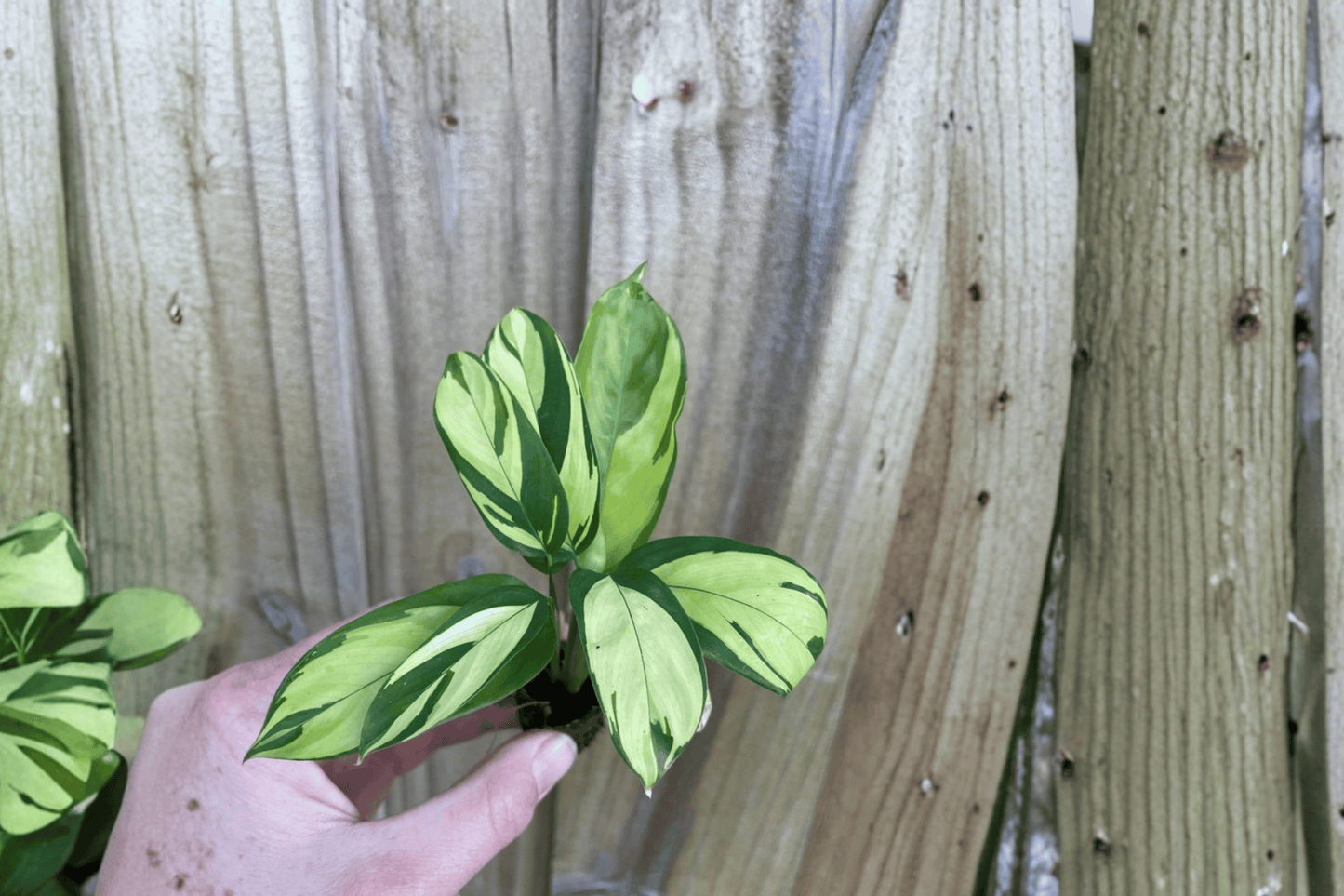 2 Calathea pilosa Starter Plants – Bare Root Live Tropical Plants