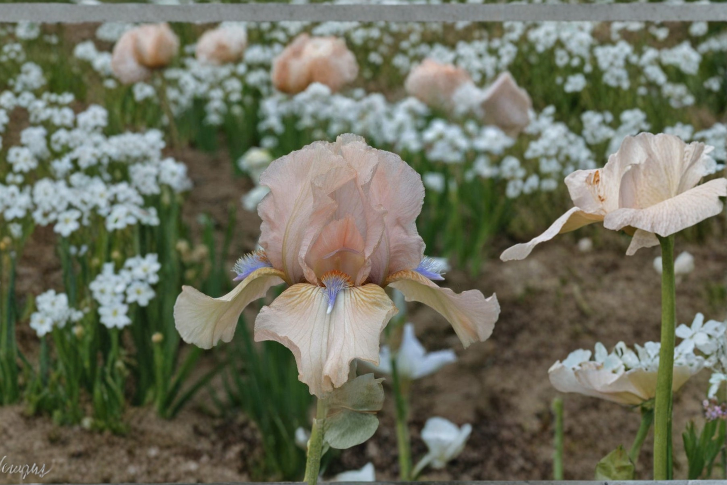 Bearded Iris ‘Concertina’ Rhizome 3 Pack – #1 Grade Flower Bulbs for Garden Planting, Fragrant Spring Bloom Iris Plants