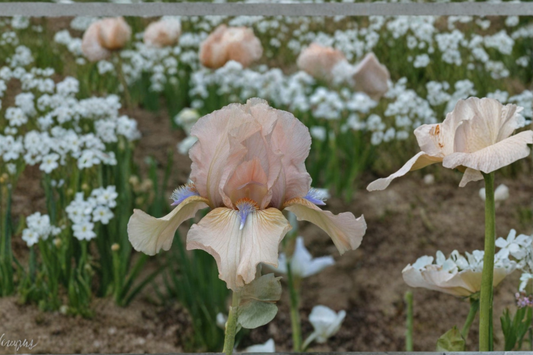Bearded Iris ‘Concertina’ Rhizome 3 Pack – #1 Grade Flower Bulbs for Garden Planting, Fragrant Spring Bloom Iris Plants