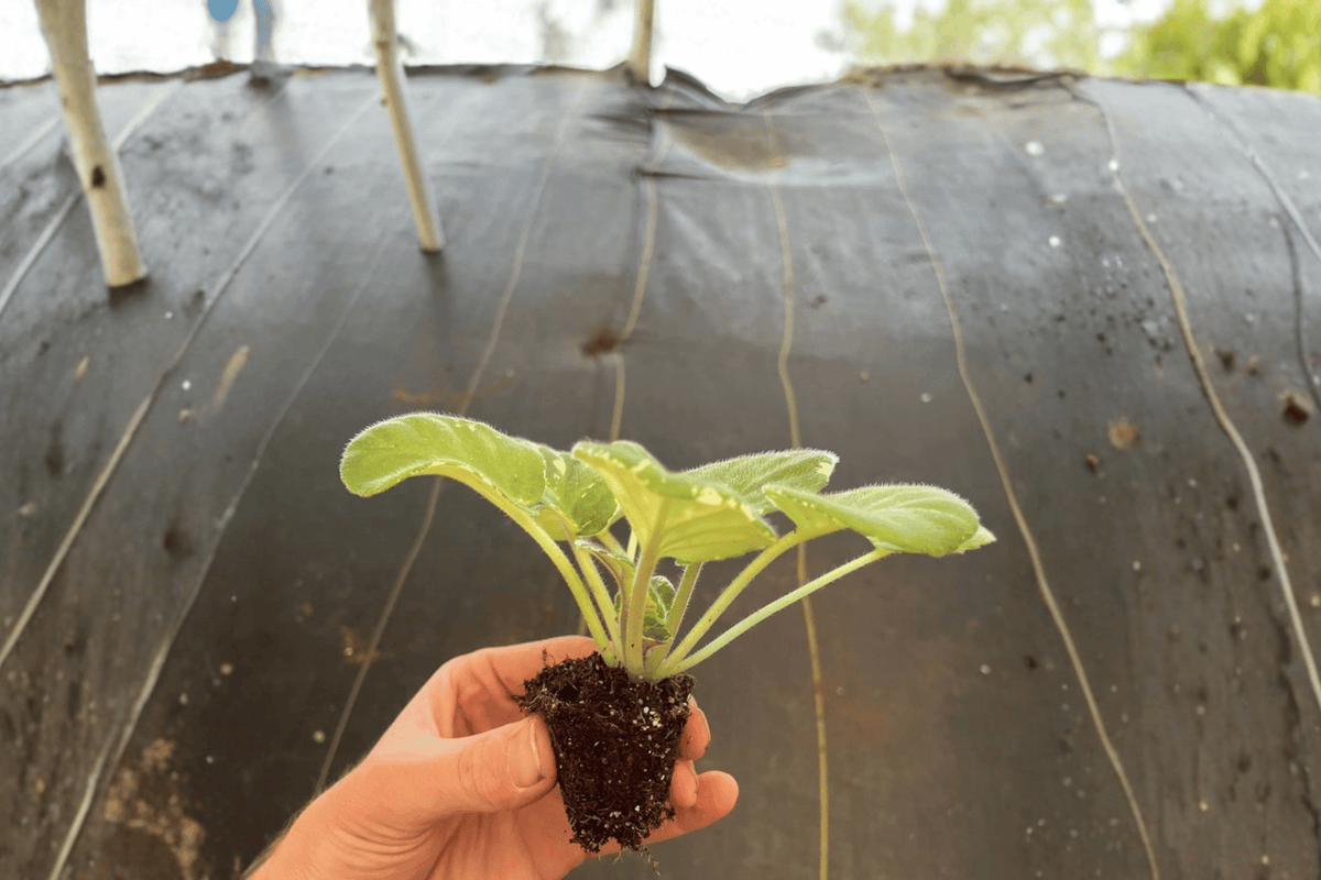 2 Cajun Popcorn African Violet Starter Plants – Saintpaulia Cultivar