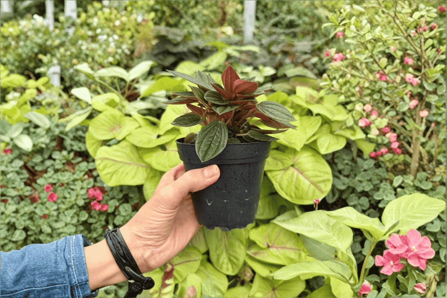 2 Peperomia 'Rosso' Exact Live Plants – Specific Plants in 4-Inch Pots