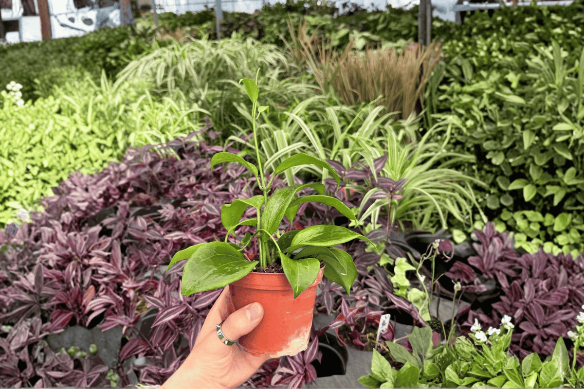 Hoya quinquenervia 2 Exact Live Plants – 4-Inch Pots – Hoya quinquenervia